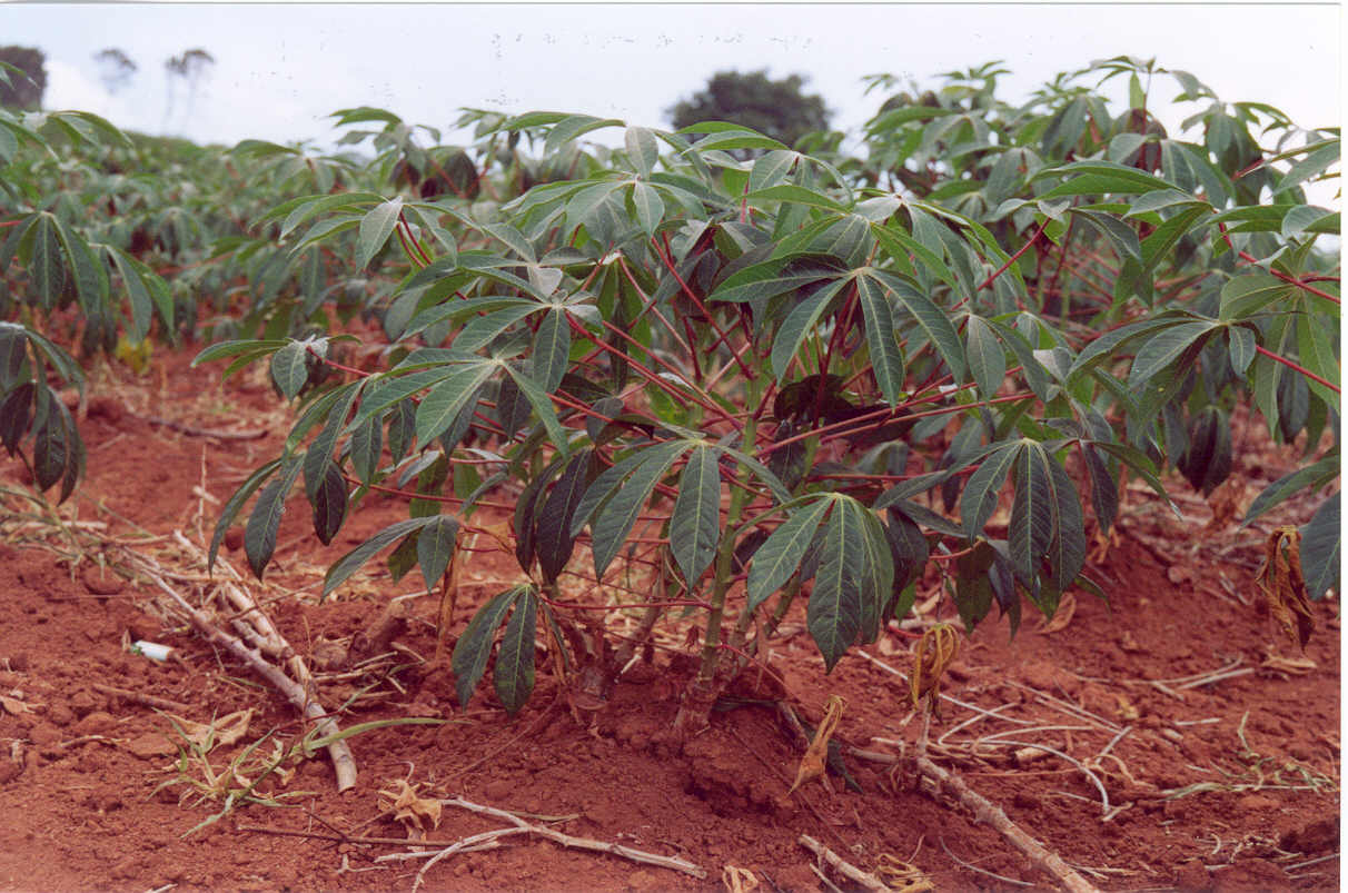portal-agropecuario-plantio-eficiente-mandioca.jpg