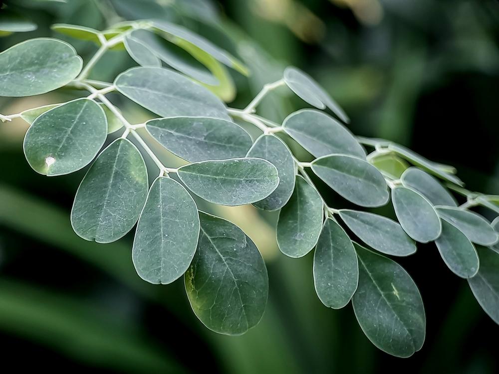 MORINGA4.jpg
