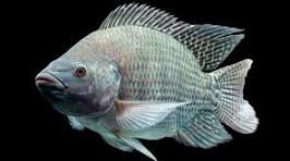 tilapia fundo preto.jpeg