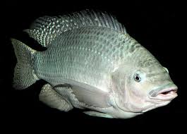 tilapia foto 3.jpeg