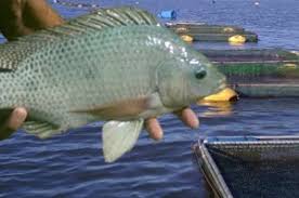 tilapia em tanques rede.jpeg