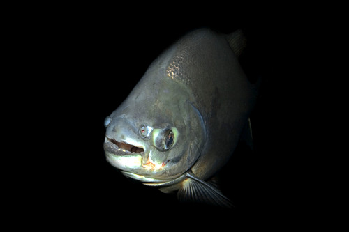 PACU.jpg