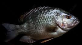 TILAPIA FUNDO PRETO 4.jpeg