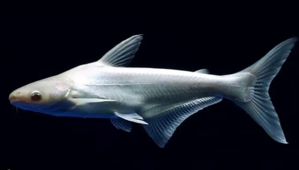 pangasius fundo preto.png