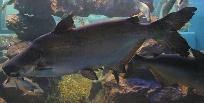 pangasius 1.jpg